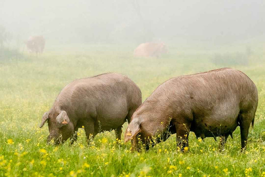 Feeding of Iberian pigs