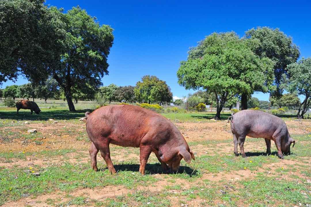 Wie wird der PataNegraSchinken hergestellt? Colono