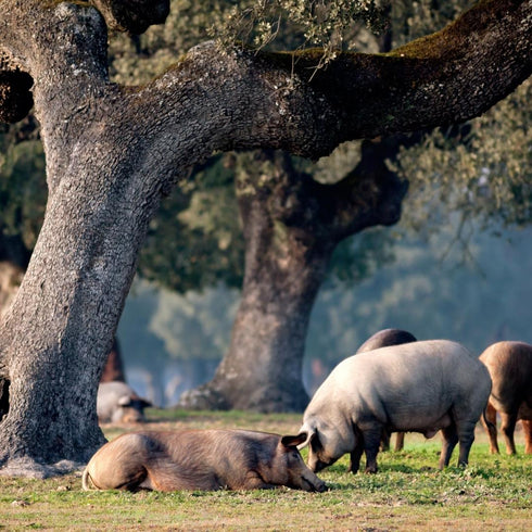 Pata Negra Paleta 100% Ibérico Bellota 5kg